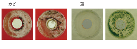 カビ培養4週間後の様子 藻培養4週間後の様子